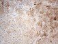 PPA2 (6W7) Mouse Monoclonal antibody